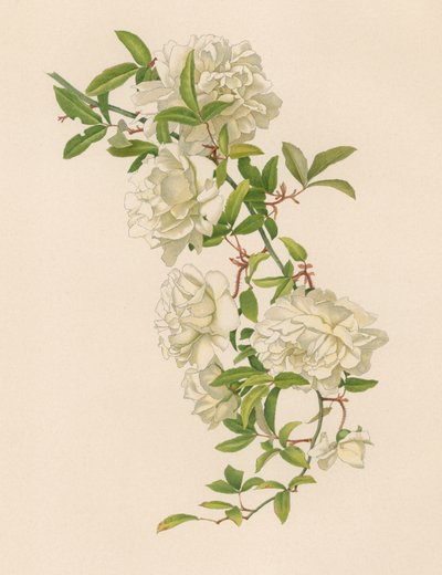 Englische Rose von English School